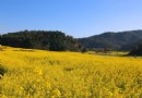 环球在线新闻 云南省玉溪市峨山县2018年开新街暨油菜花文化旅游节 2月3日启幕