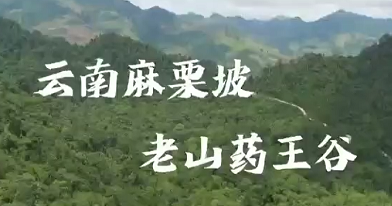 环球在线直播: 老山药王谷 麻栗坡老山药王谷，森林康养新理念，乡村振兴，美丽中国，大自然美景