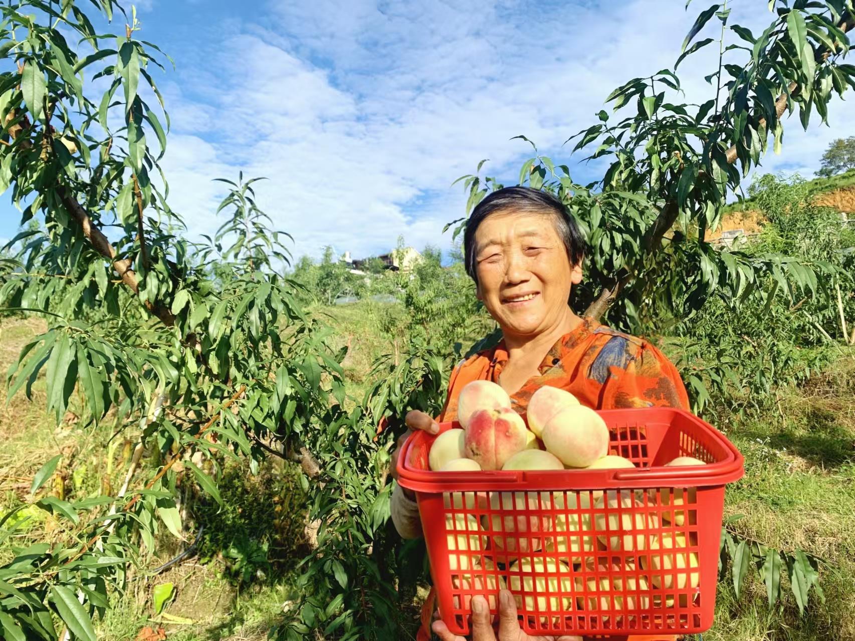 凤山镇：秋桃缀满枝 游客采摘欢