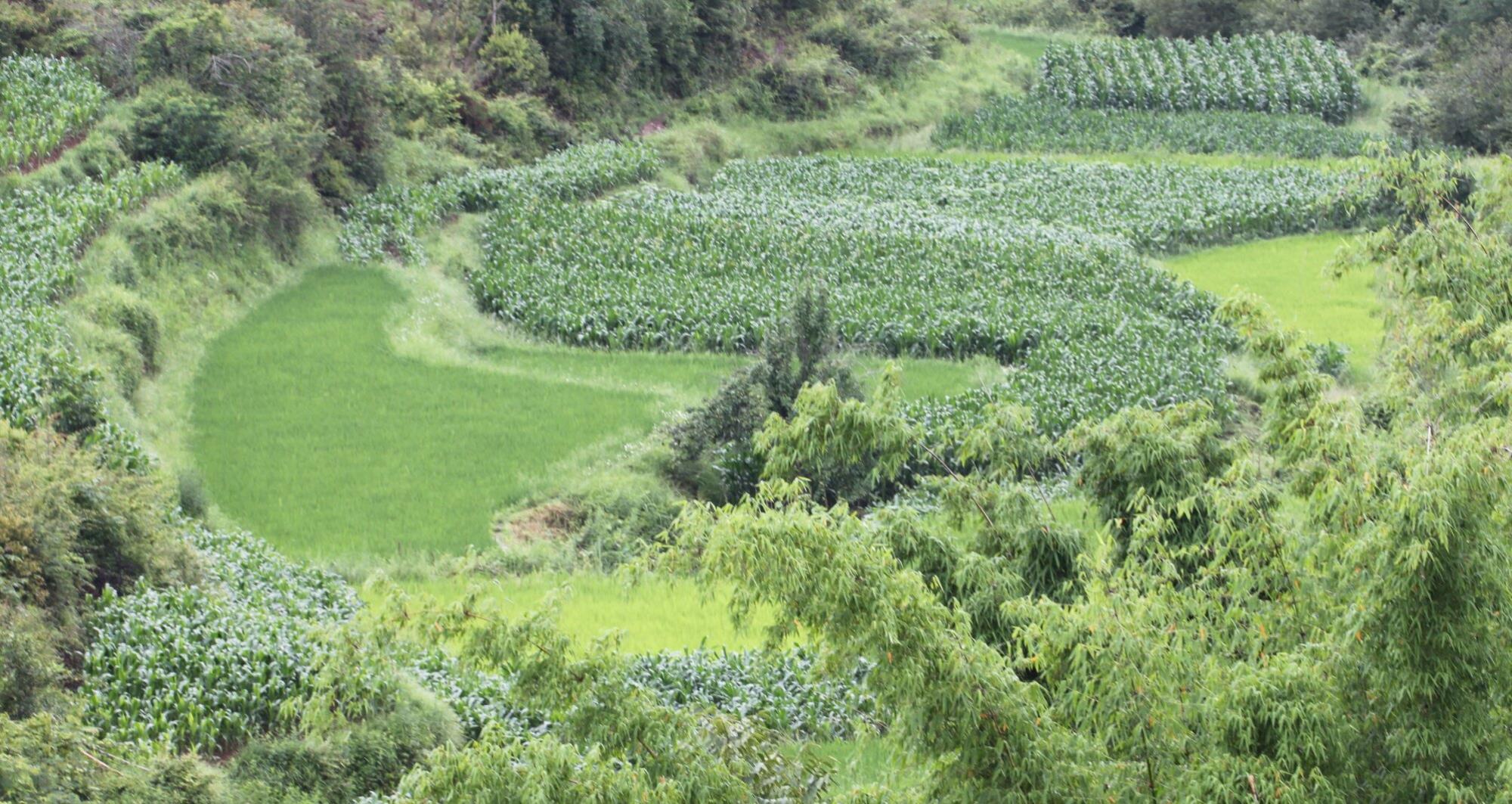 云南祥云县加强生物多样性保护留住美丽乡愁