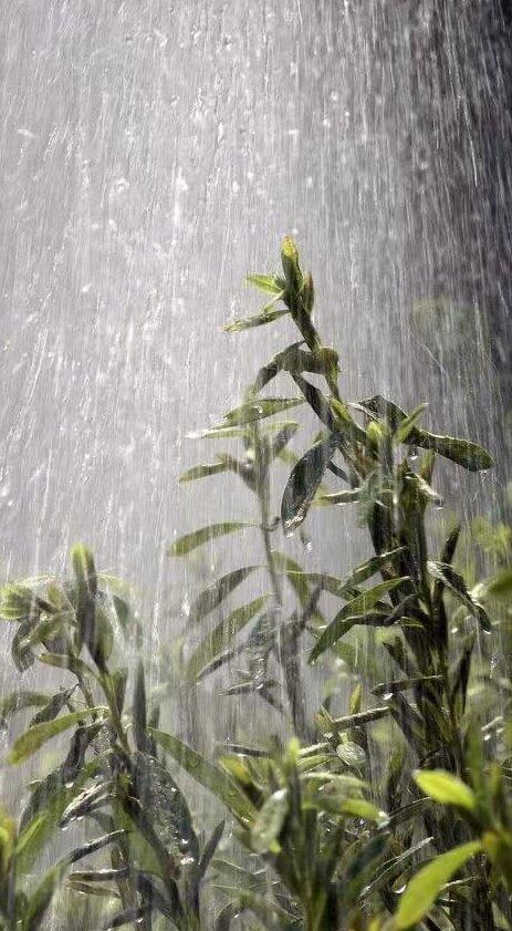 白露时节观秋雨