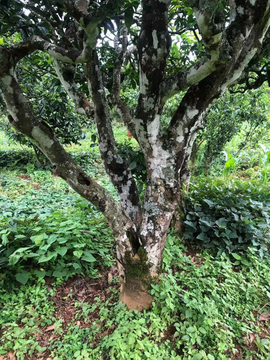 云南完成百万株古树名木数据更新
