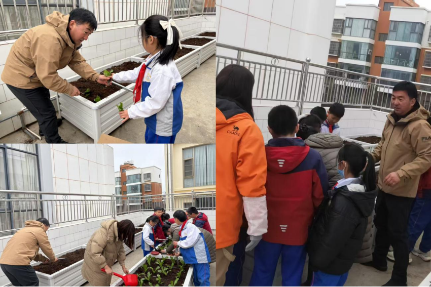 开心小菜园种菜纪实