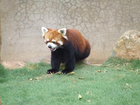 云南祥云县保护生物多样性 推动可持续发展