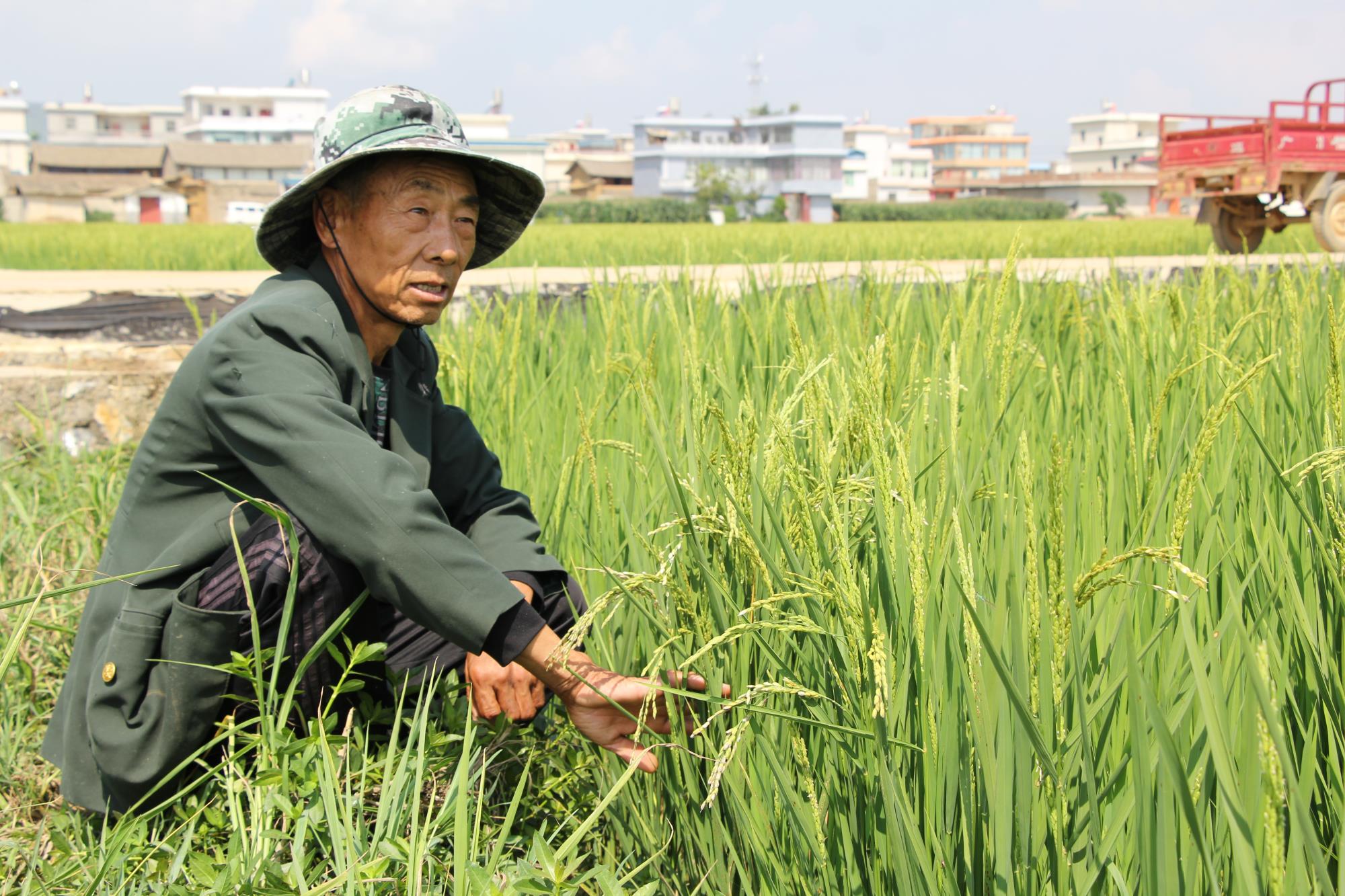 云南祥云县建设高标准农田