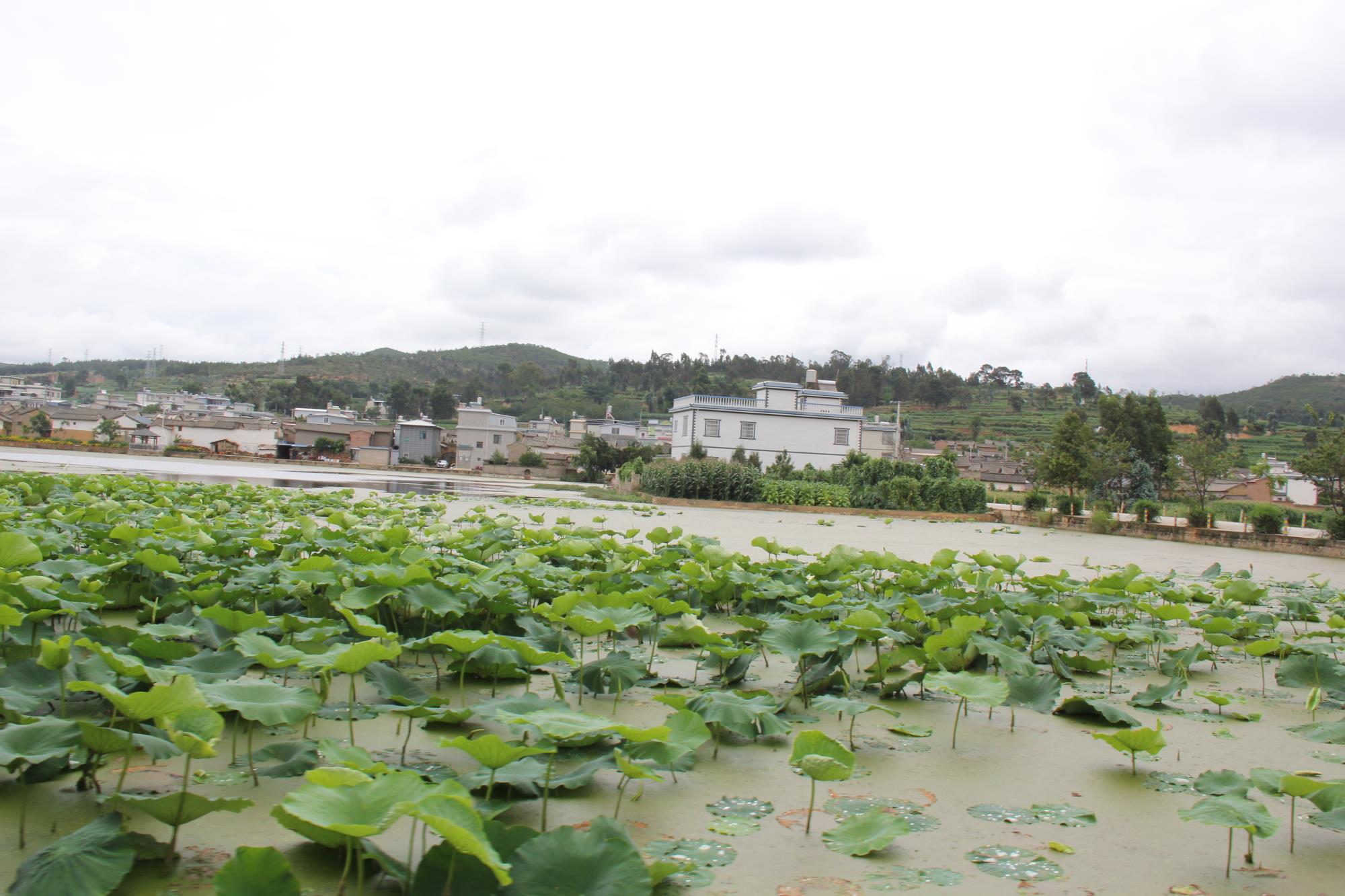 云南祥云县不断加快湿地建设步伐