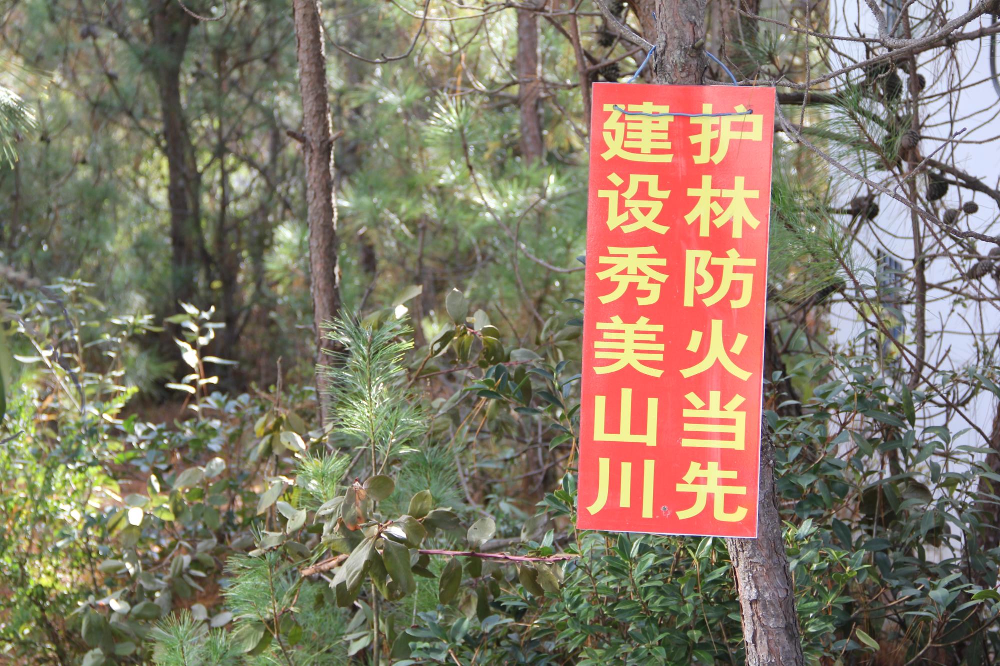 云南祥云县链接“林长制”助力“林常治”