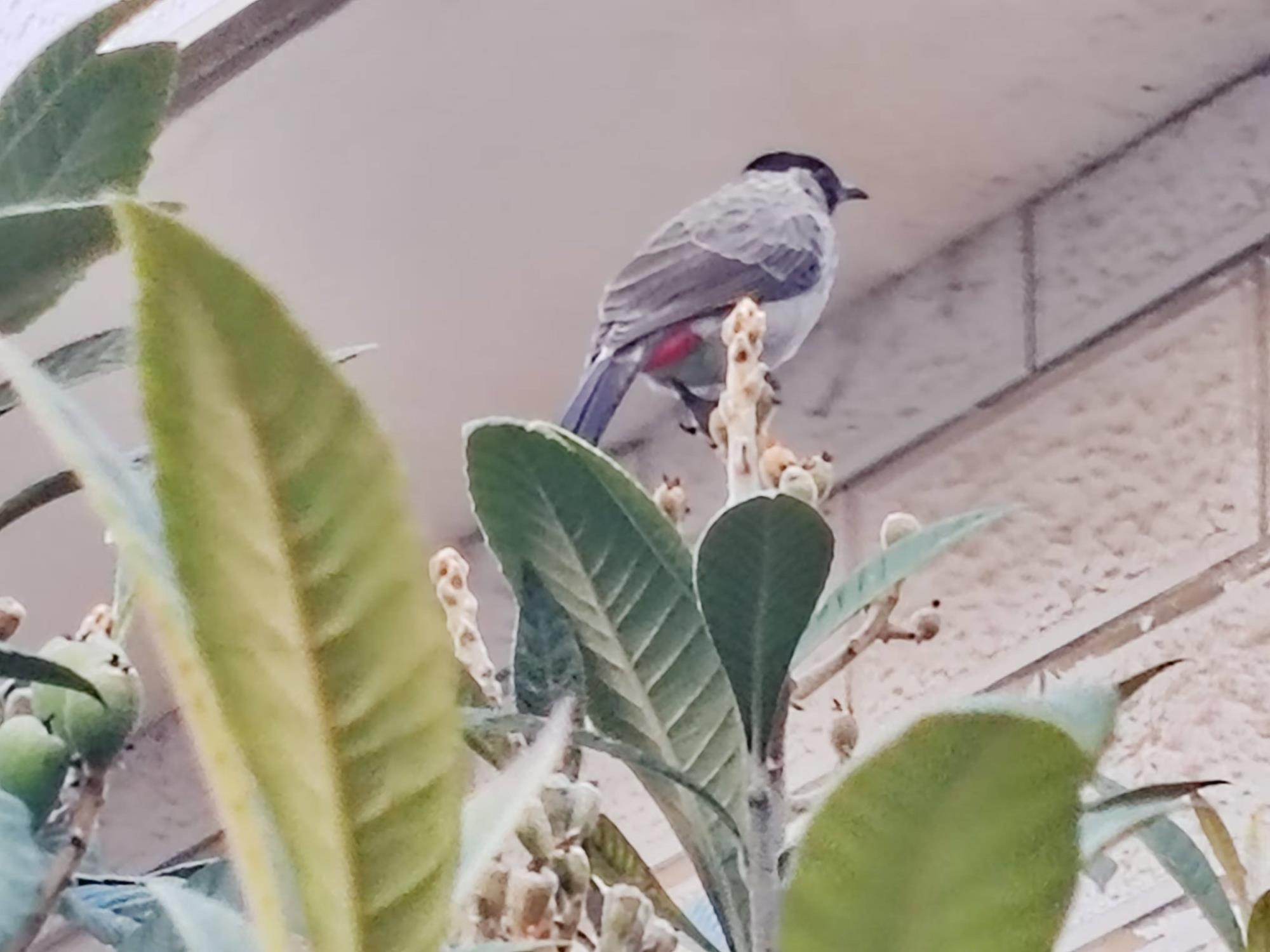 崇尚和谐的友声