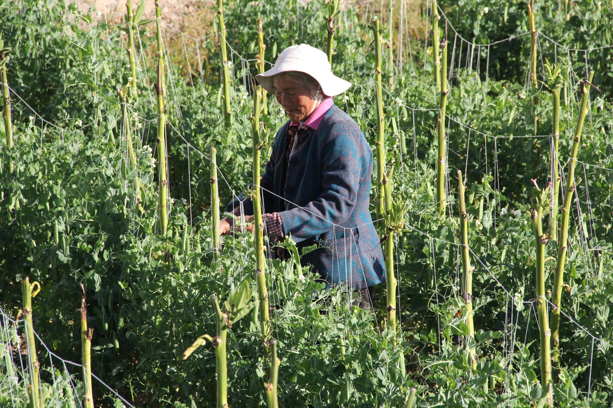 云南祥云县烟豆套种结出富裕果