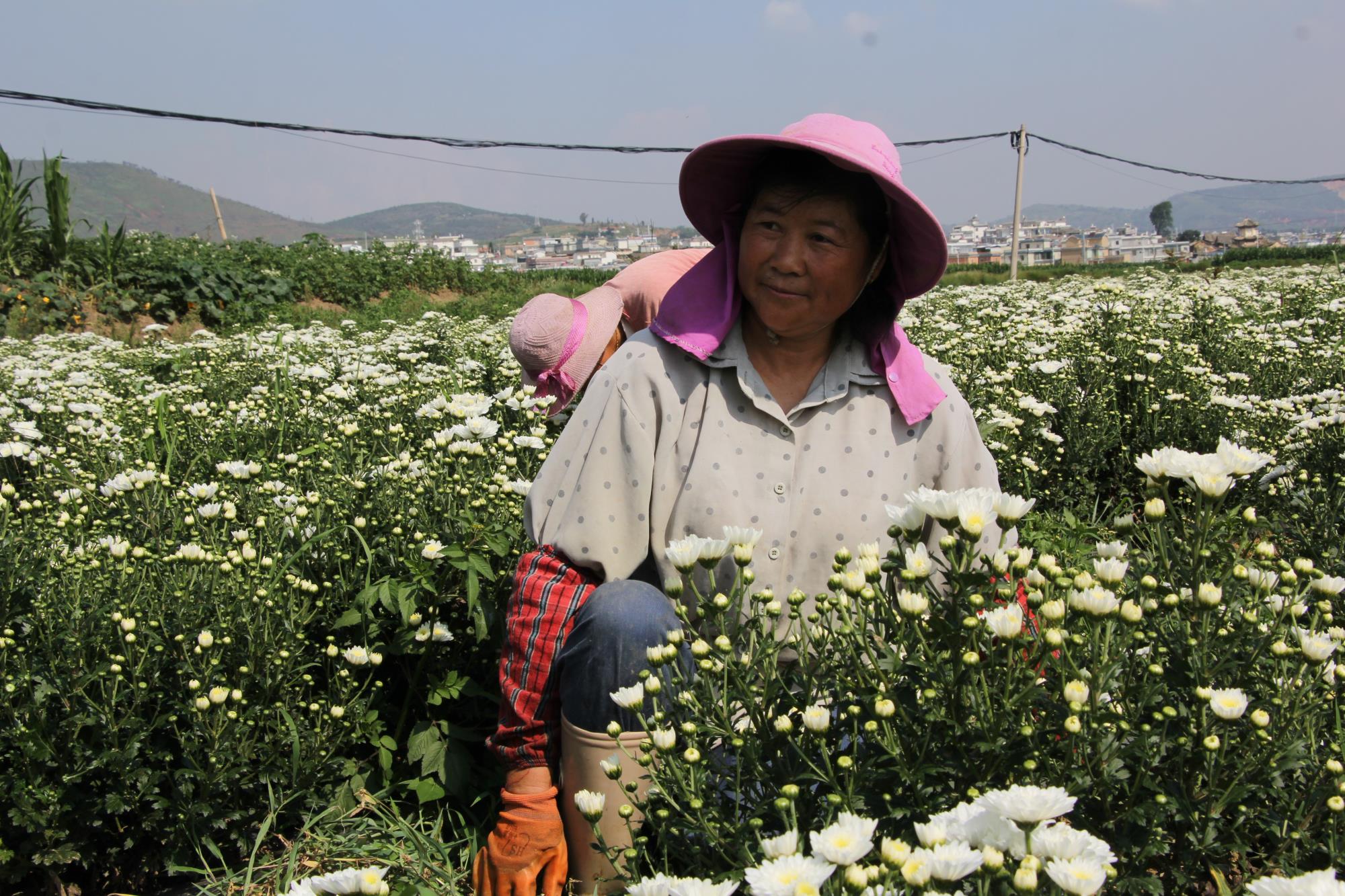 云南祥云县着力推动现代农业高质量发展