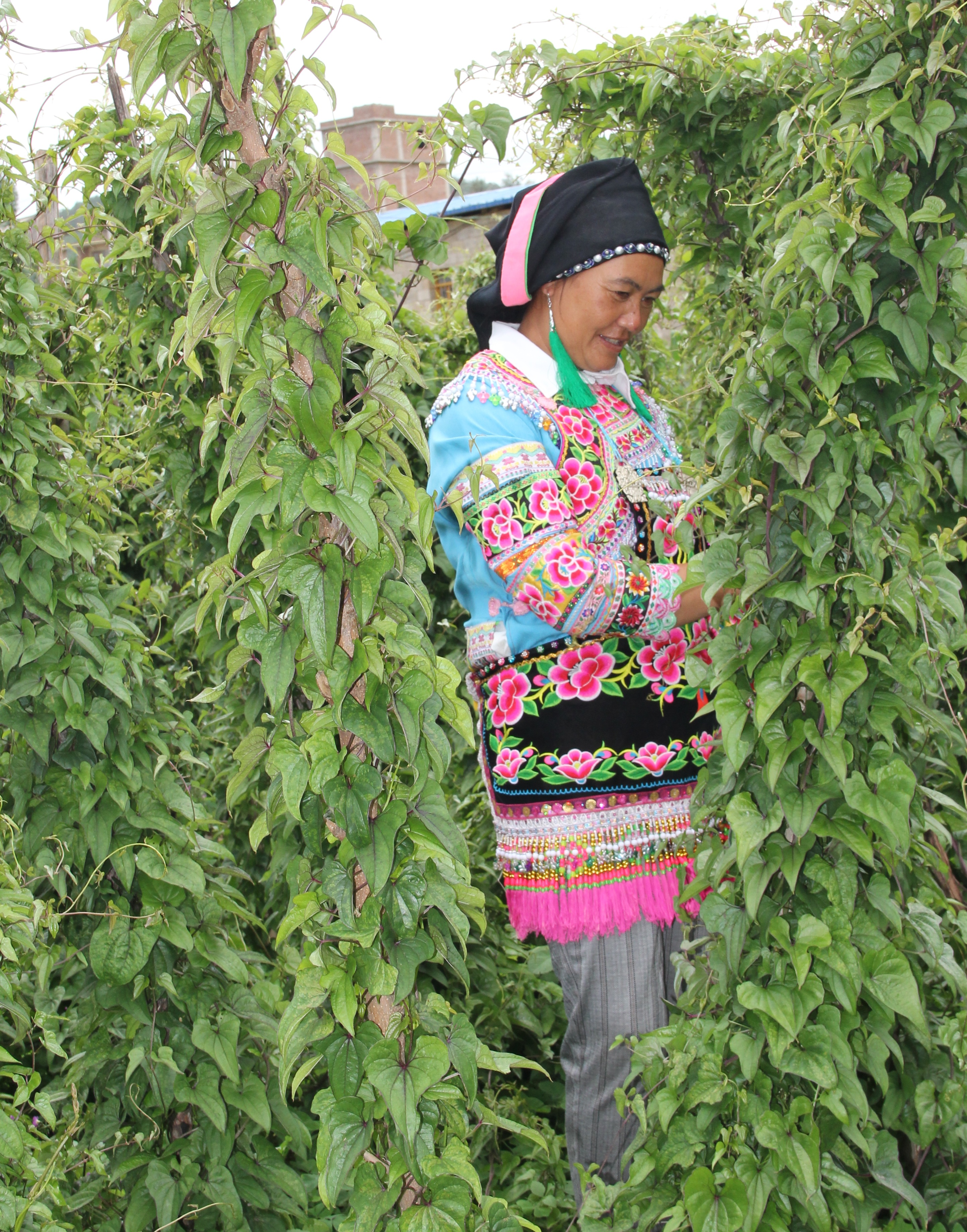云南祥云县打造特色蔬菜品牌加速“菜篮子”工程建设