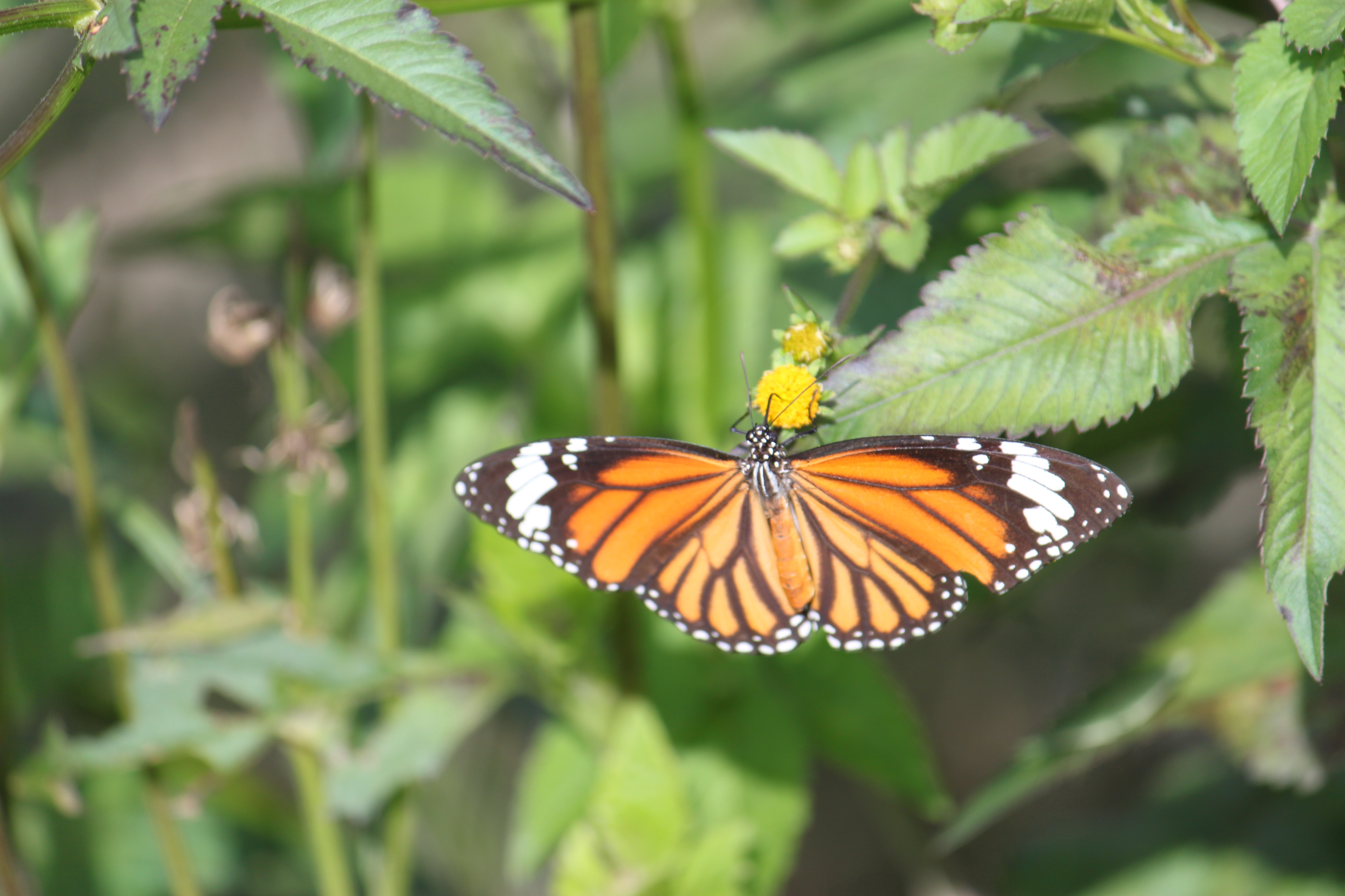 云南祥云县切实加强生物多样性保护