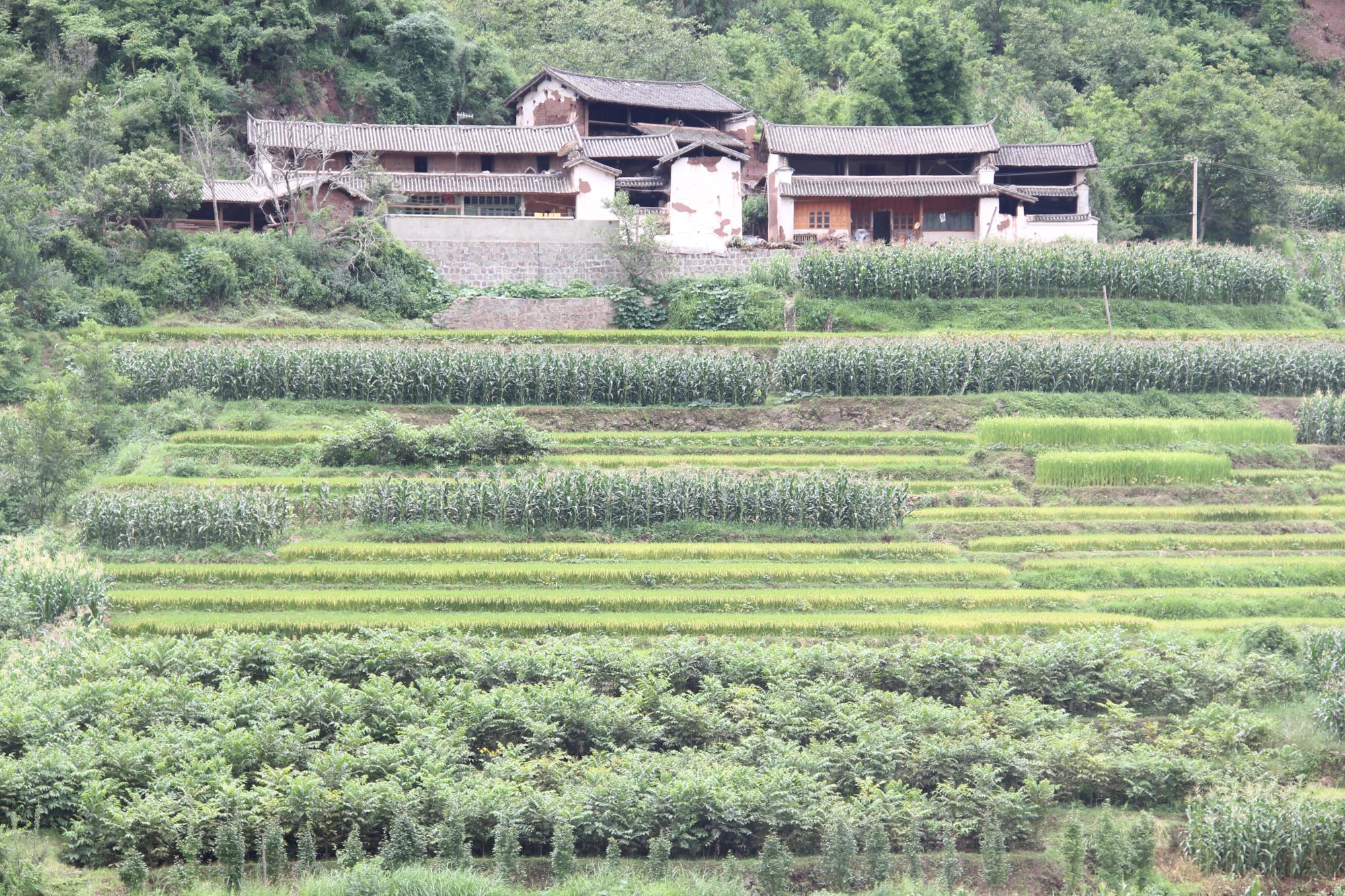 云南祥云县着力打造全产业链  开辟多元发展赛道