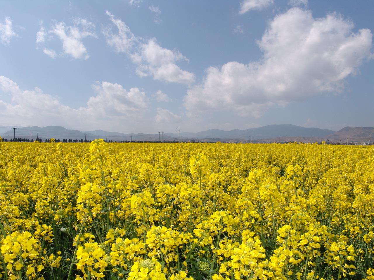 云南祥云县种植油菜助增收美环境