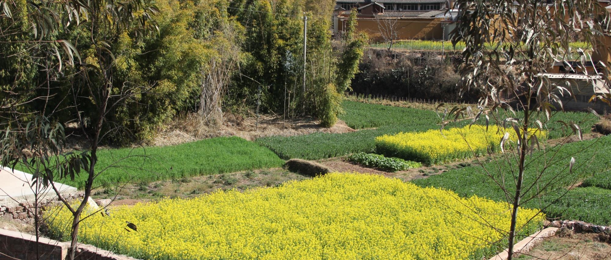 云南祥云县发展壮大特色农业拓宽增收渠道