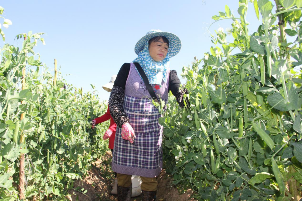 云南祥云县全力推动现代农业稳健发展