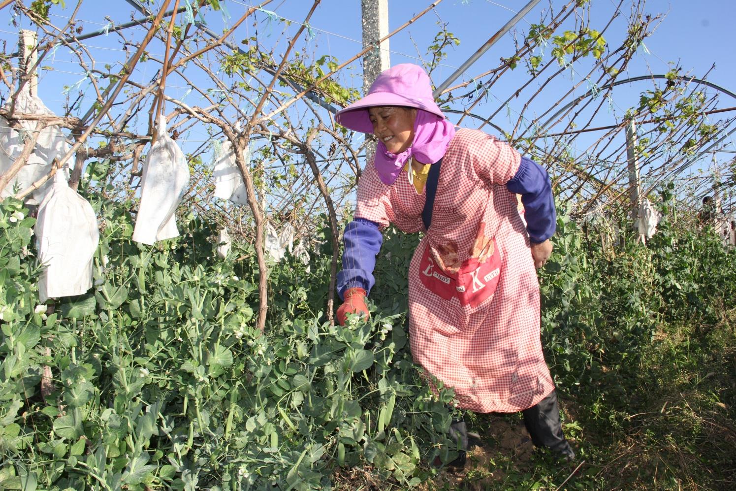云南祥云县发展复合型种植实现一地多收