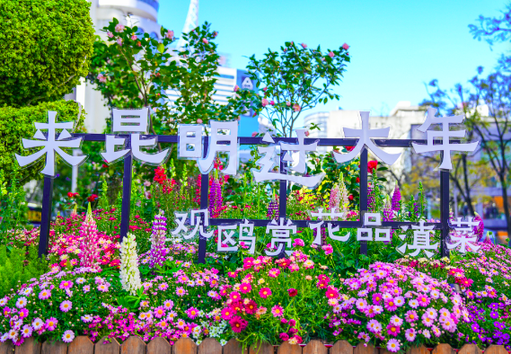 2026来昆明过大年，观鸥赏花品滇菜！ 春城邀您共赴新春盛宴