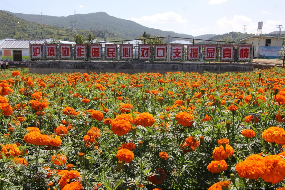 云南祥云县园艺事业成为助农增收新力源