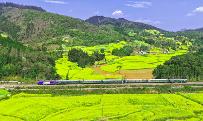 坐着动车去云南邂逅金色花事 云南铁路多措并举护航“三八”踏春潮