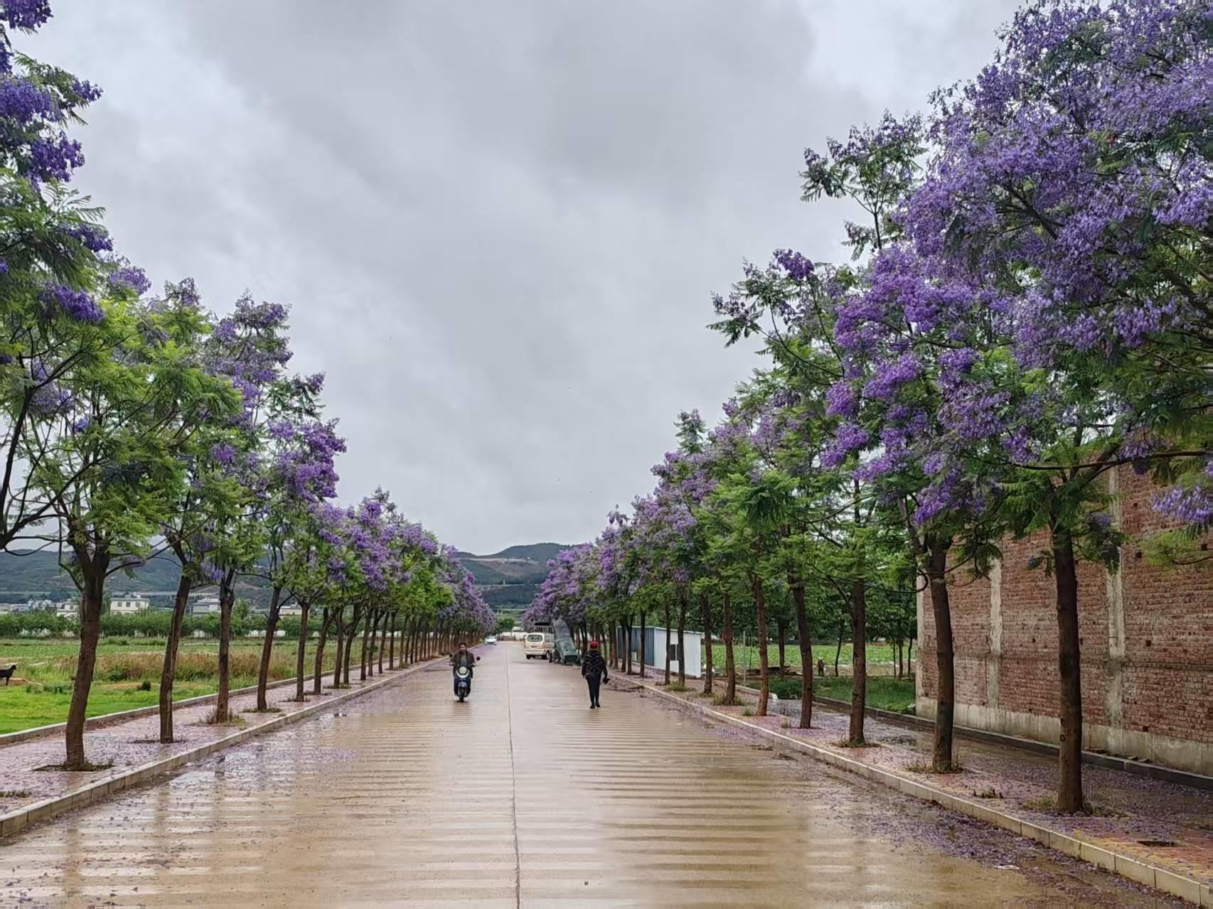 云南祥云县刘厂镇改善人居环境留住美丽乡愁