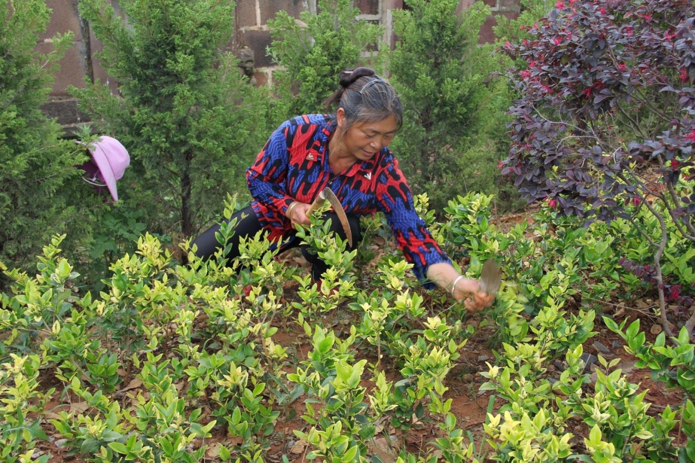 云南祥云培植特色产业推动绿色发展