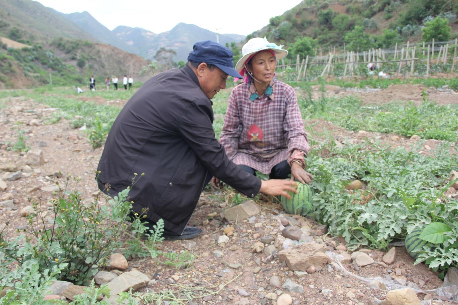 云南祥云县培植绿色食品基地助力乡村振兴