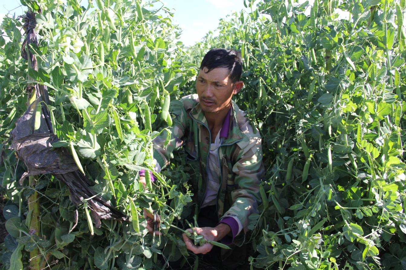 云南祥云县将秋豌豆培育成富裕果