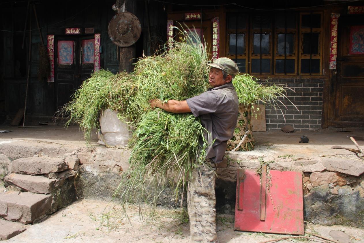 云南祥云县厚植三农情怀推动特色农业持续发展