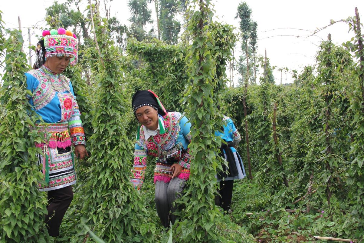 云南祥云县着力培植特色产业