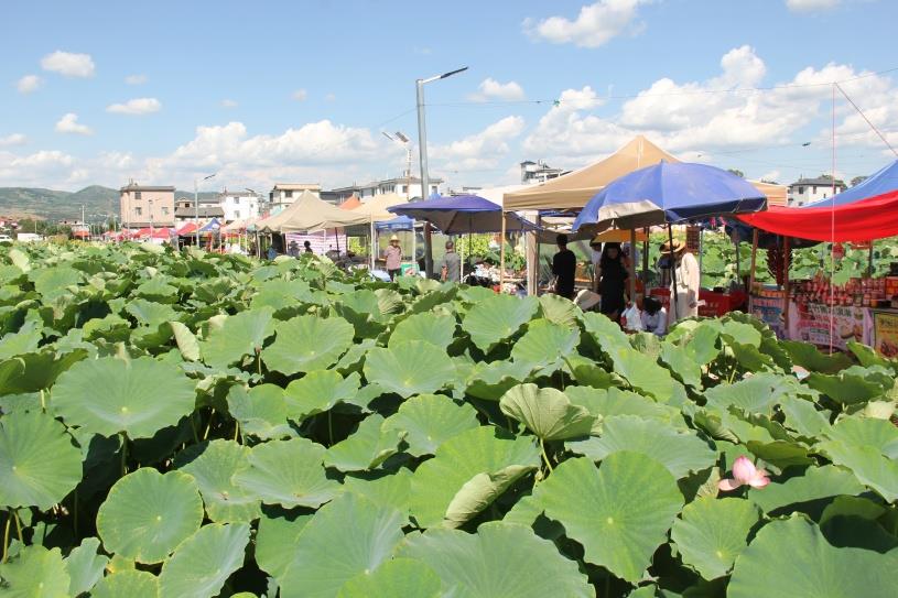 云南弥渡县红岩镇章岗村举办第五届荷花节