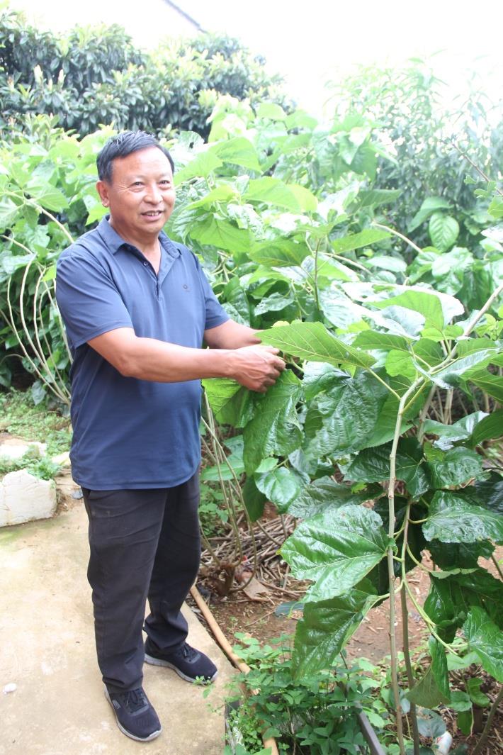 云南祥云县将蚕桑培植成数亿元产值的特色产业